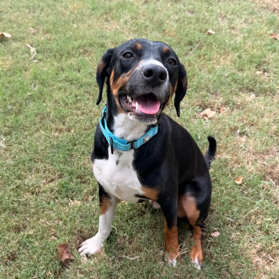 Osage - Mixed Breed (Medium)