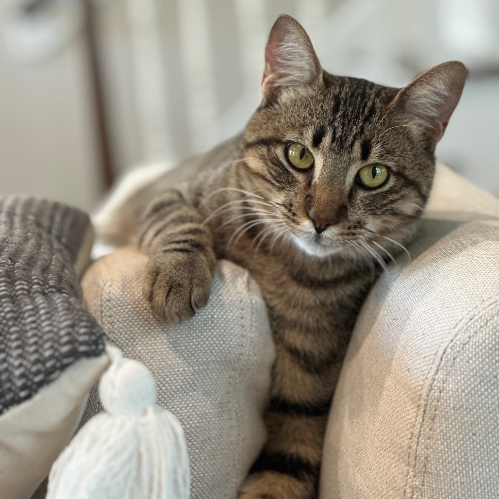 Toasty - Domestic Shorthair