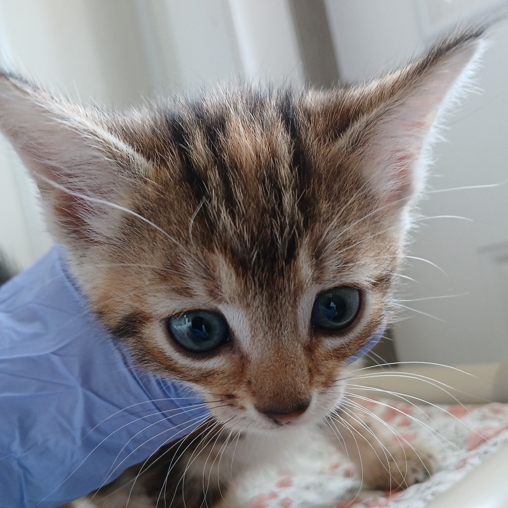 Okanagan - Domestic Shorthair
