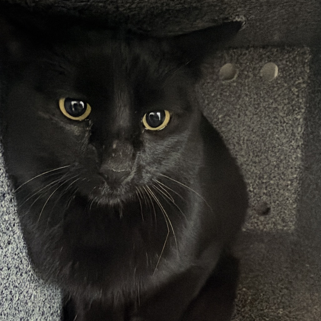 Caraway - Domestic Shorthair