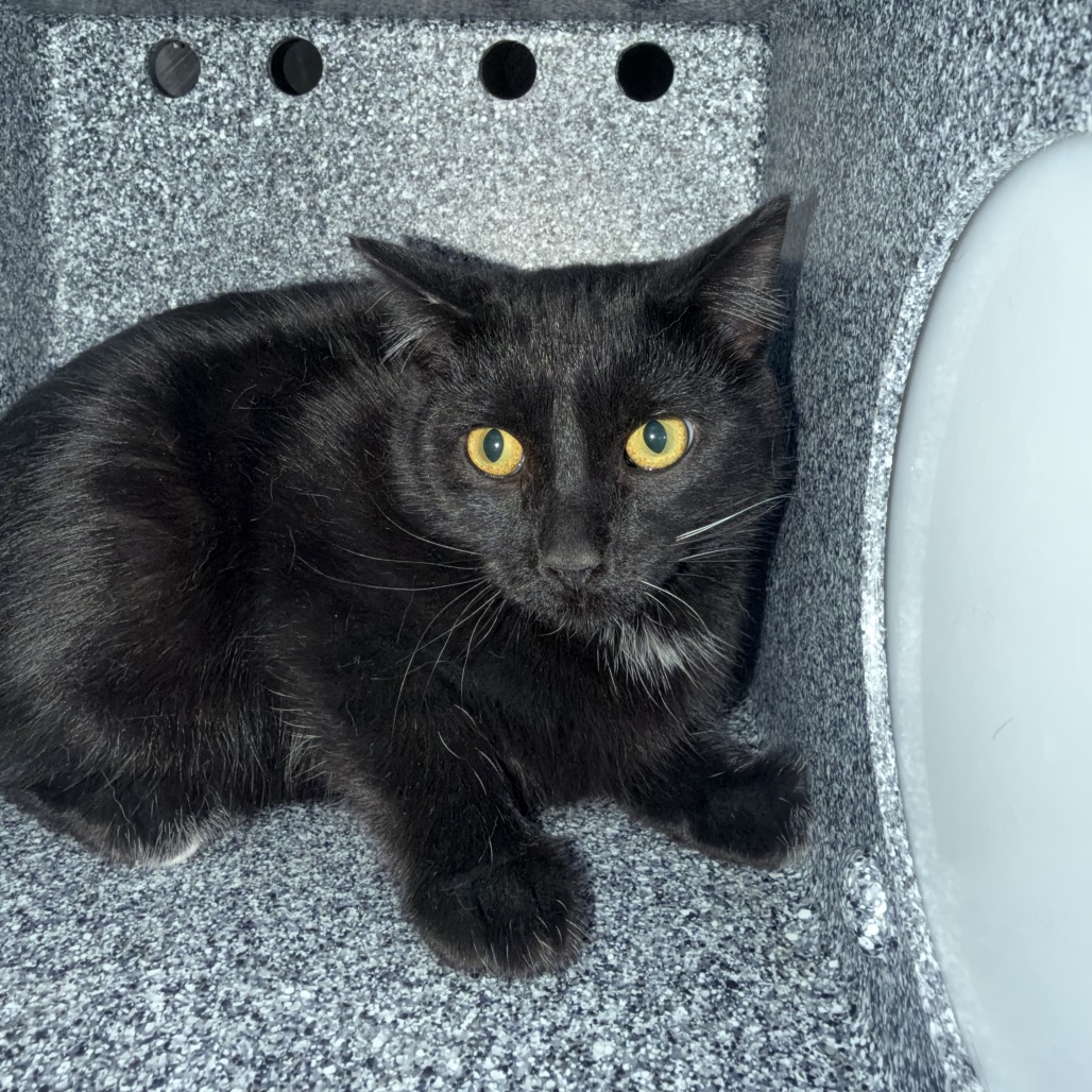 Chili - Domestic Shorthair