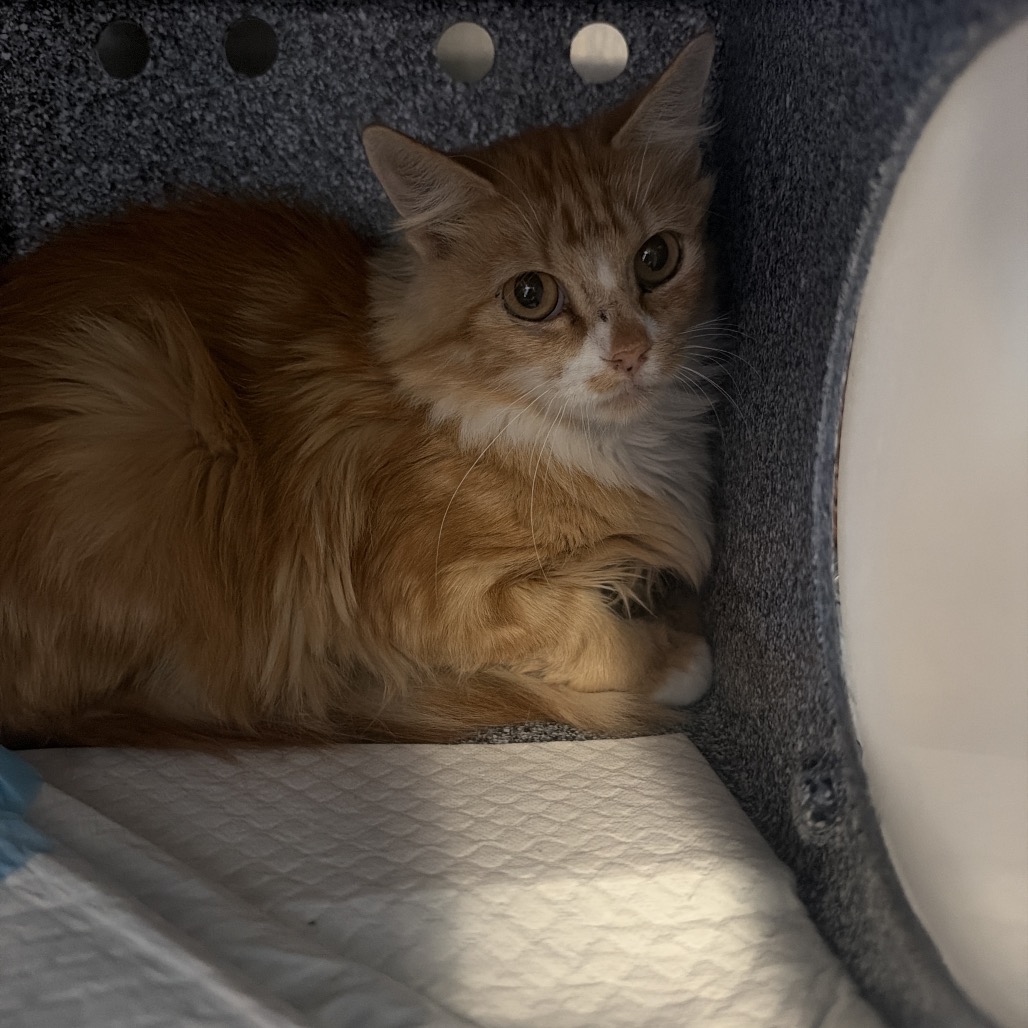 Dreamer - Domestic Medium Hair