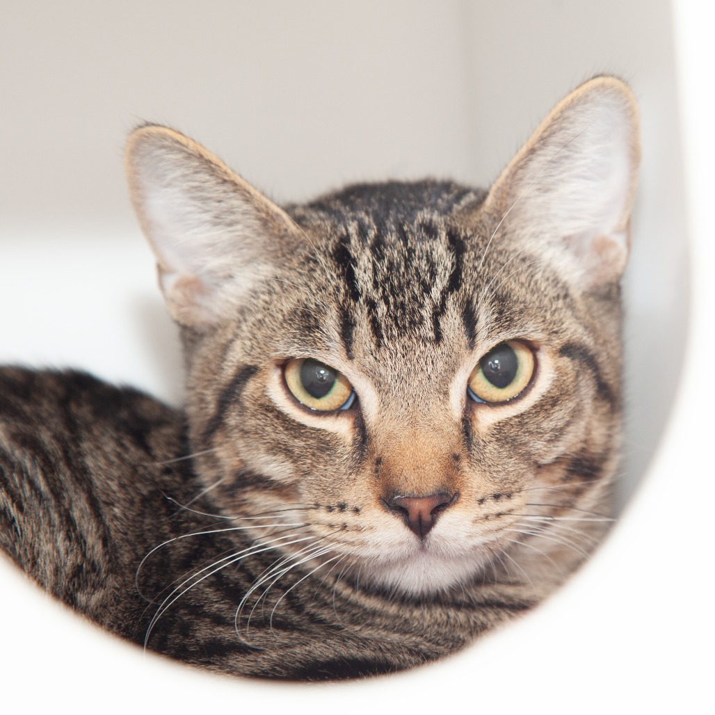 Beaker - Domestic Shorthair