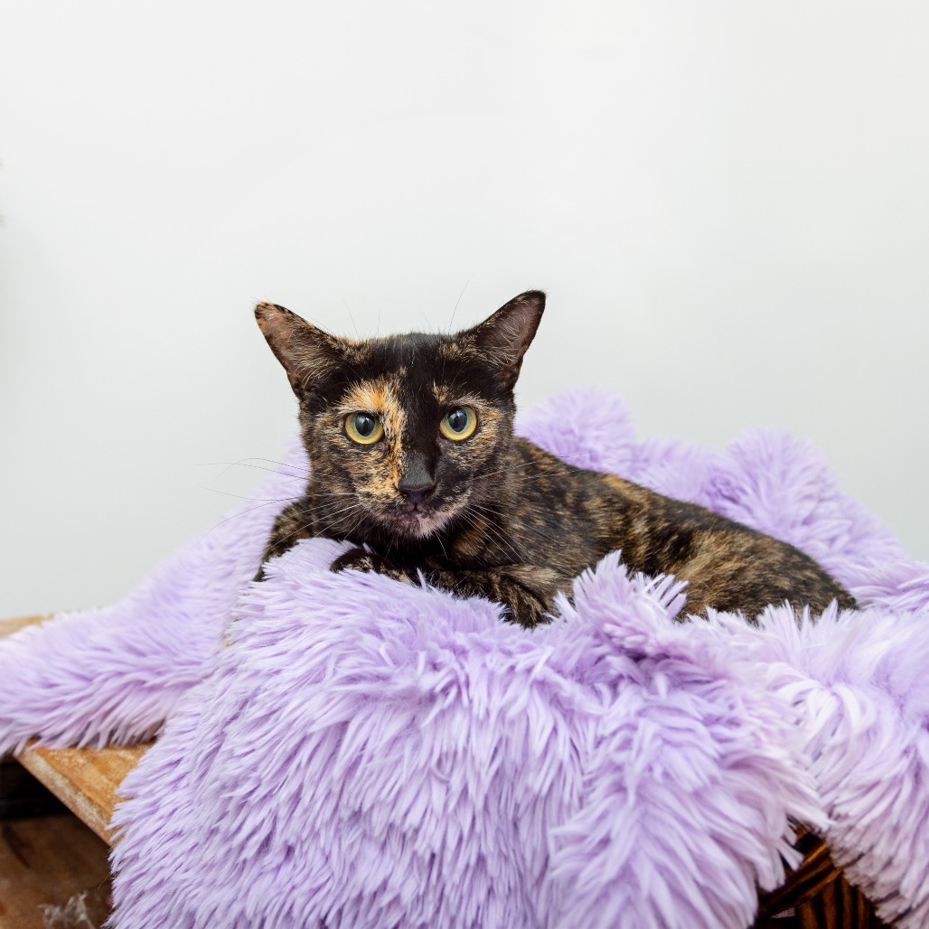Erin G - Domestic Shorthair