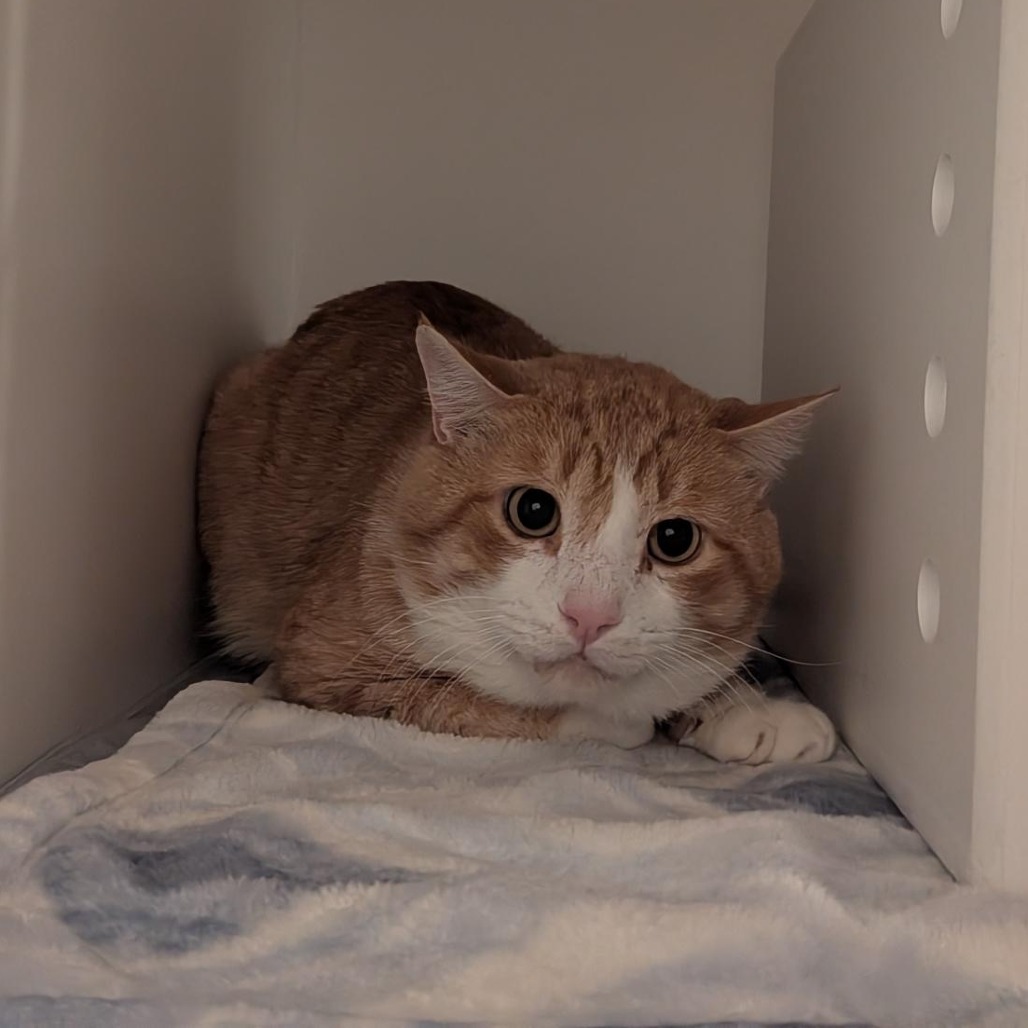 Sherbert - Domestic Shorthair
