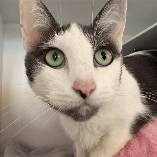 Phantom - Domestic Shorthair