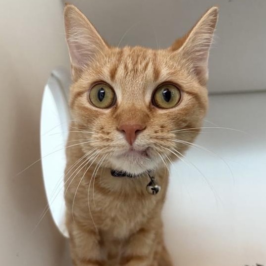 Octavia - Domestic Shorthair
