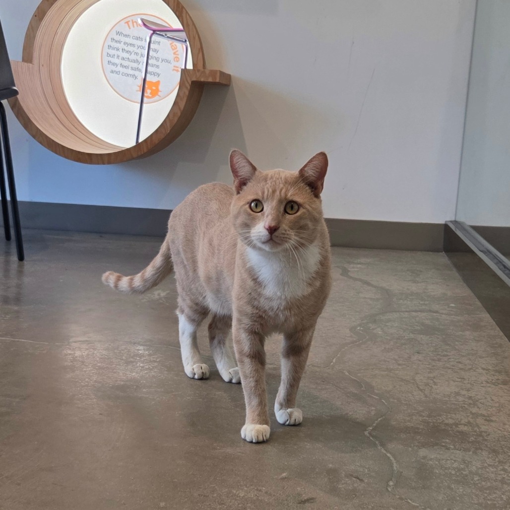 Jack - Domestic Shorthair