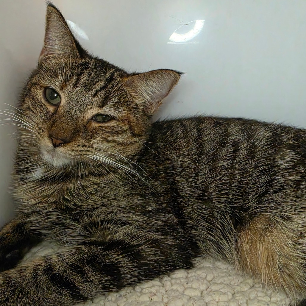 Ambrosia - Domestic Shorthair