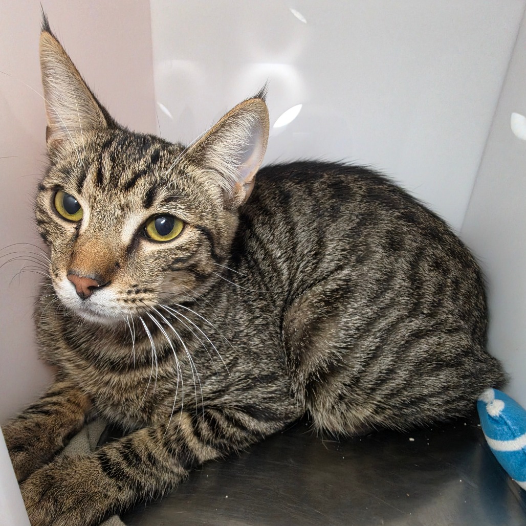 Creon - Domestic Shorthair