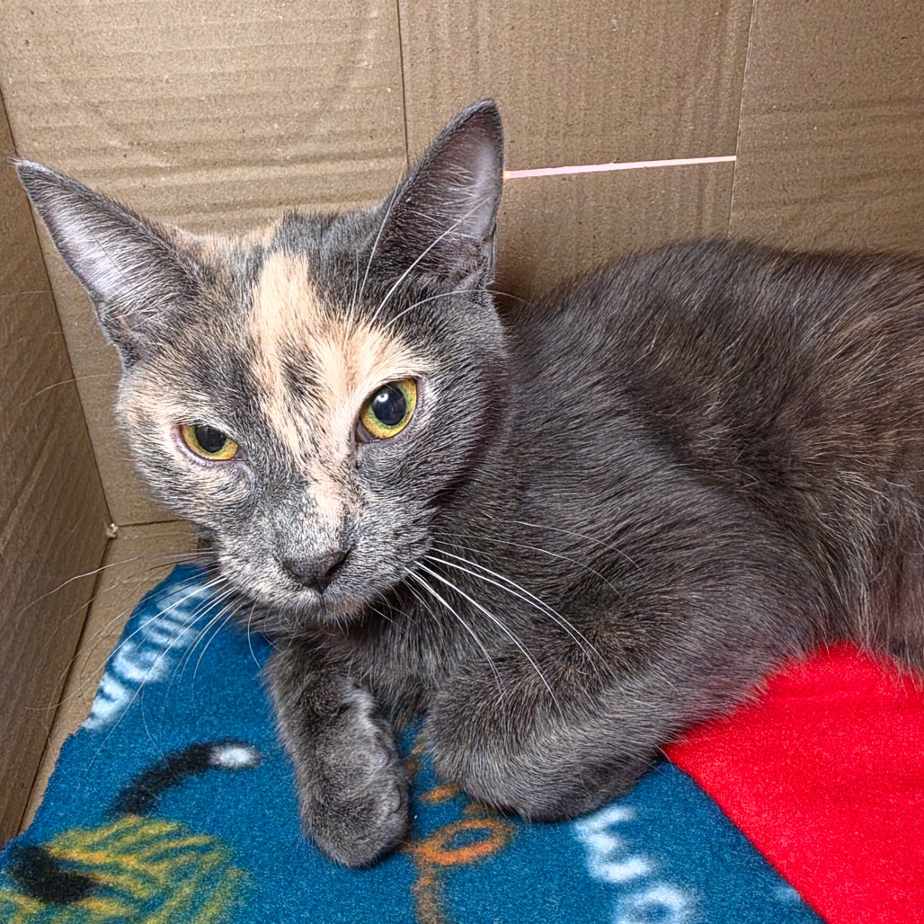 Eliza - Domestic Shorthair