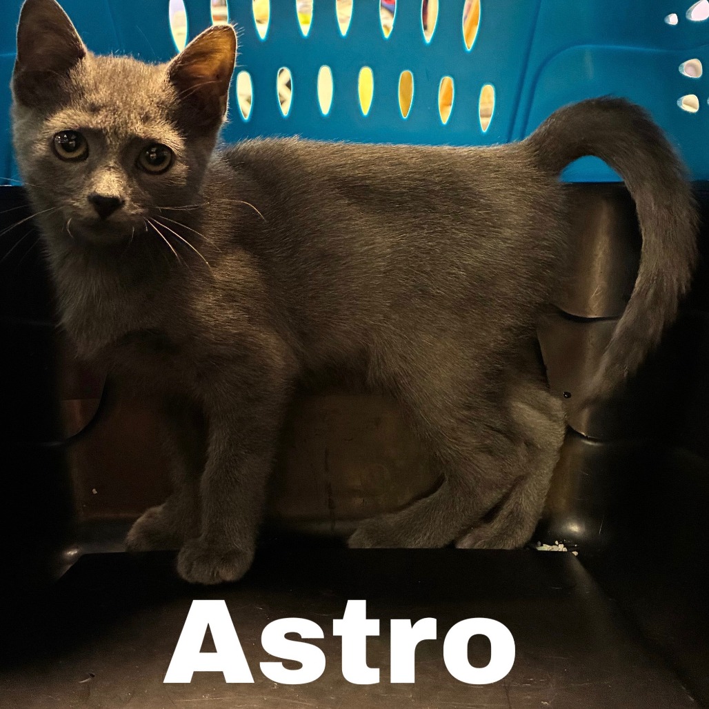 Astro - Domestic Shorthair