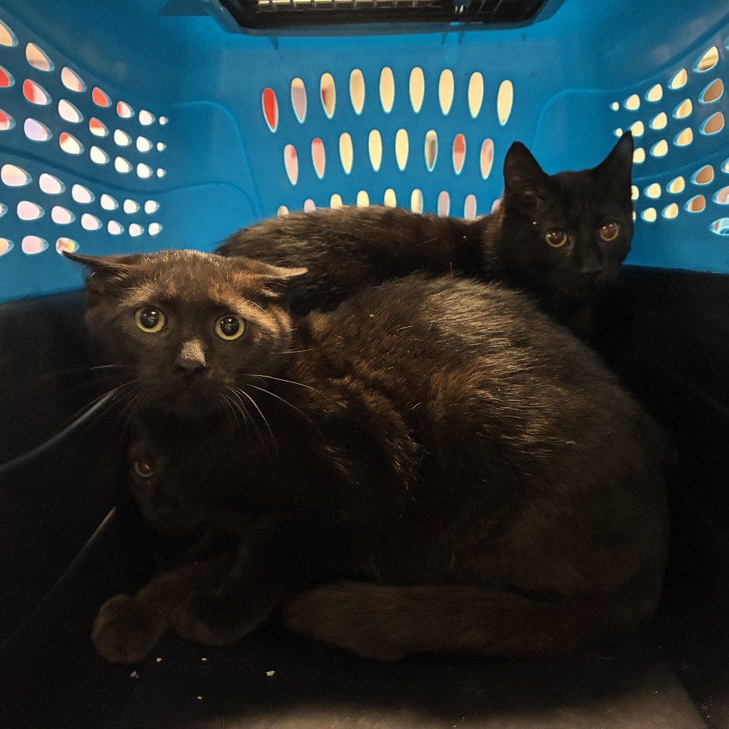 Crackle - Domestic Shorthair