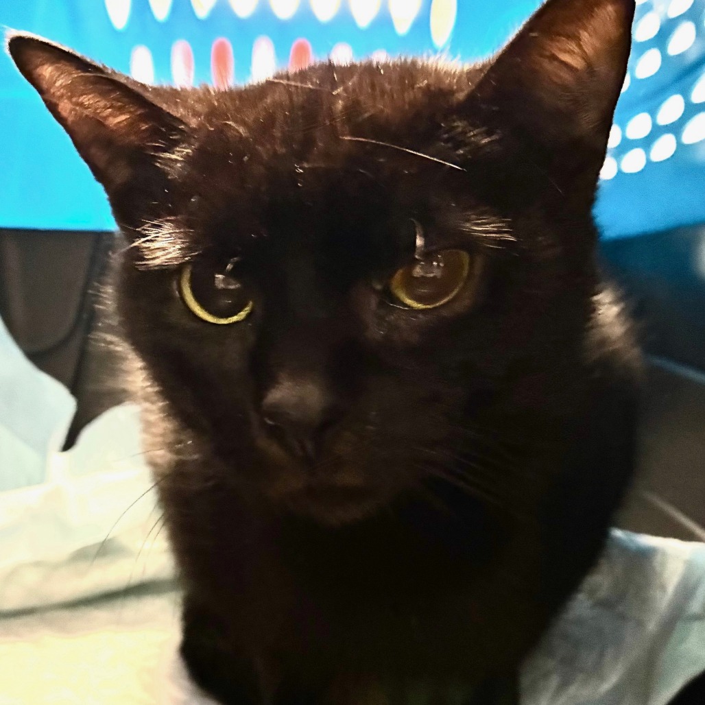 Blackie - Domestic Shorthair