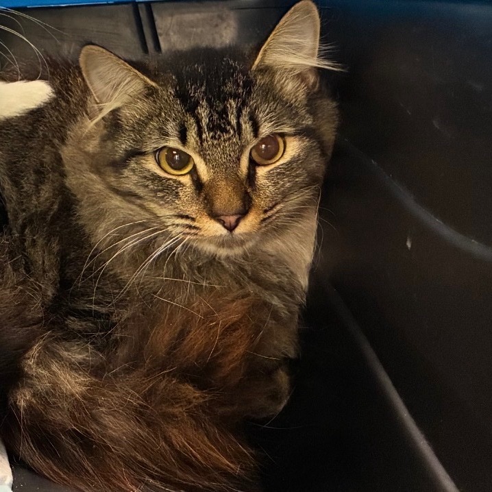 Archie - Domestic Medium Hair
