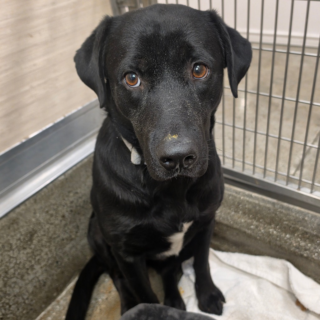 Butterfly - Retriever, Black Labrador/Mix