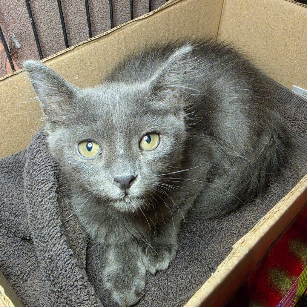Convenia - Domestic Shorthair