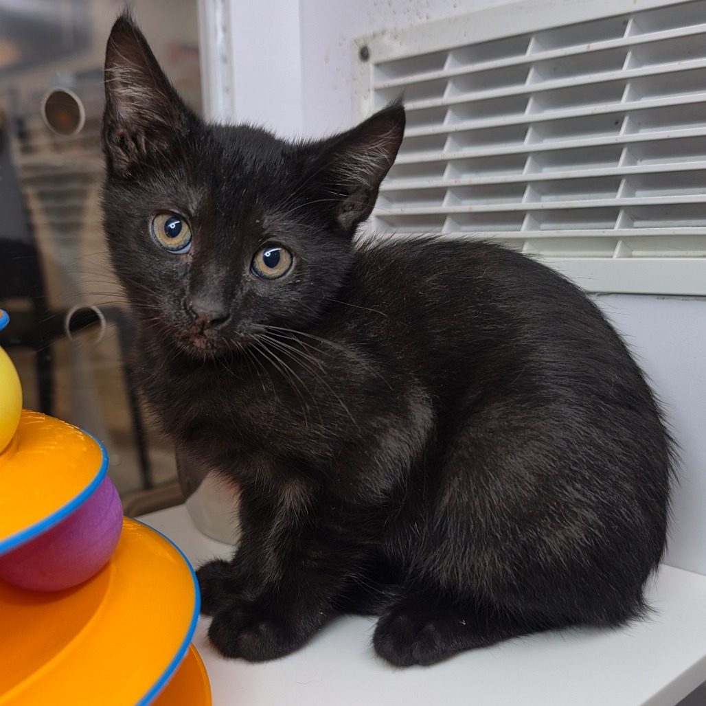Churu - Domestic Shorthair