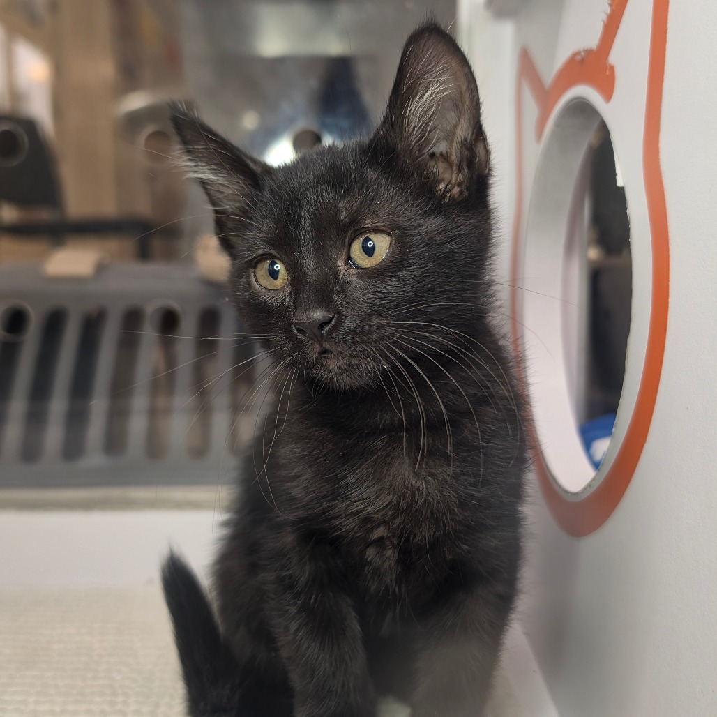 Chlorhex - Domestic Shorthair