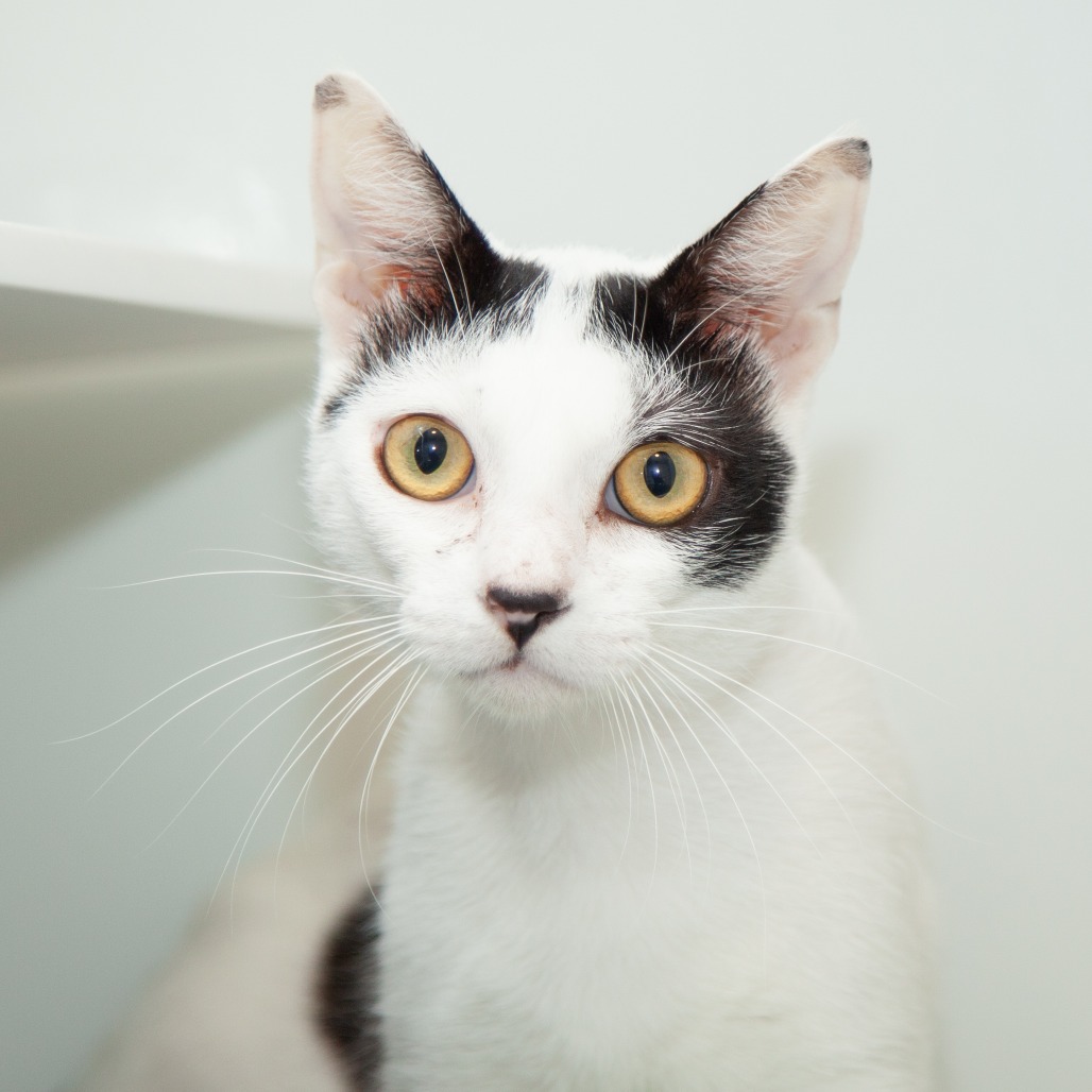 Epinephrine - Domestic Shorthair