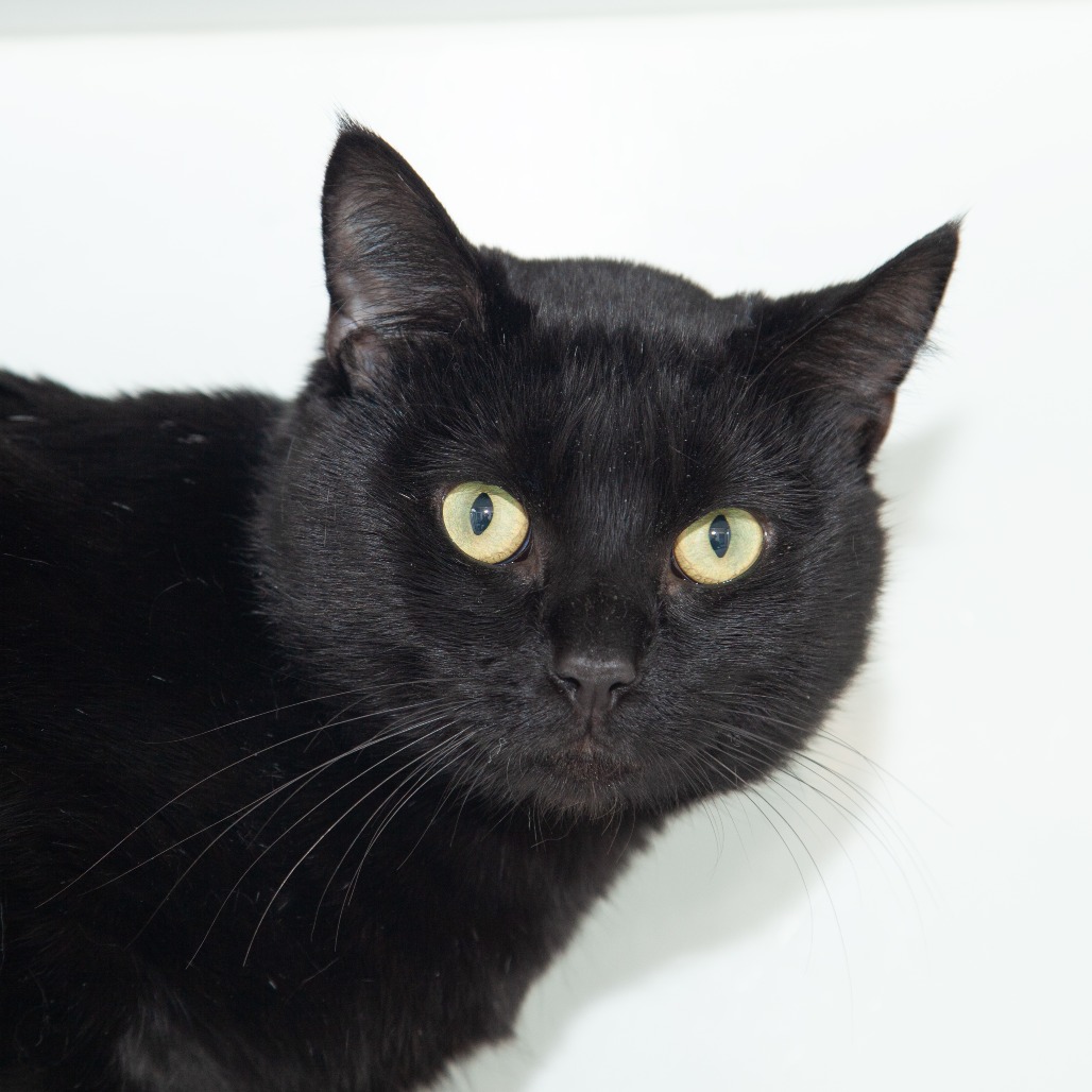Catheter - Domestic Shorthair