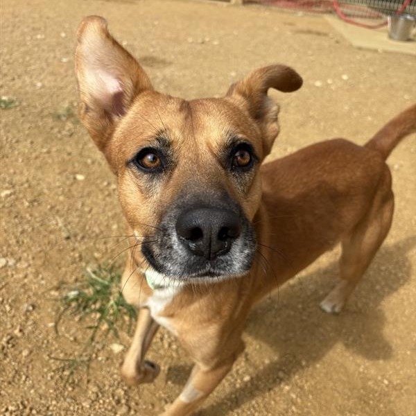 Toulose - Mixed Breed (Medium)