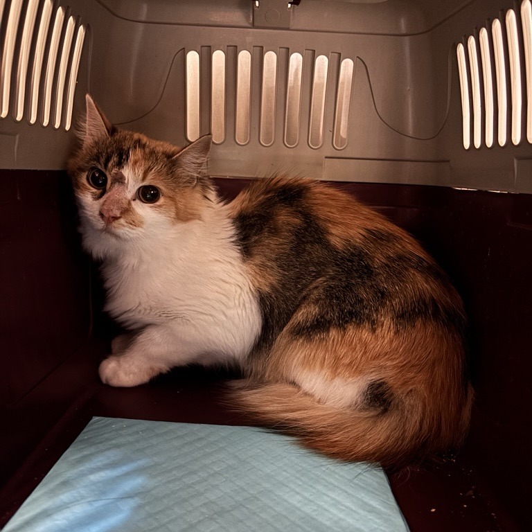 Andromeda - Domestic Shorthair