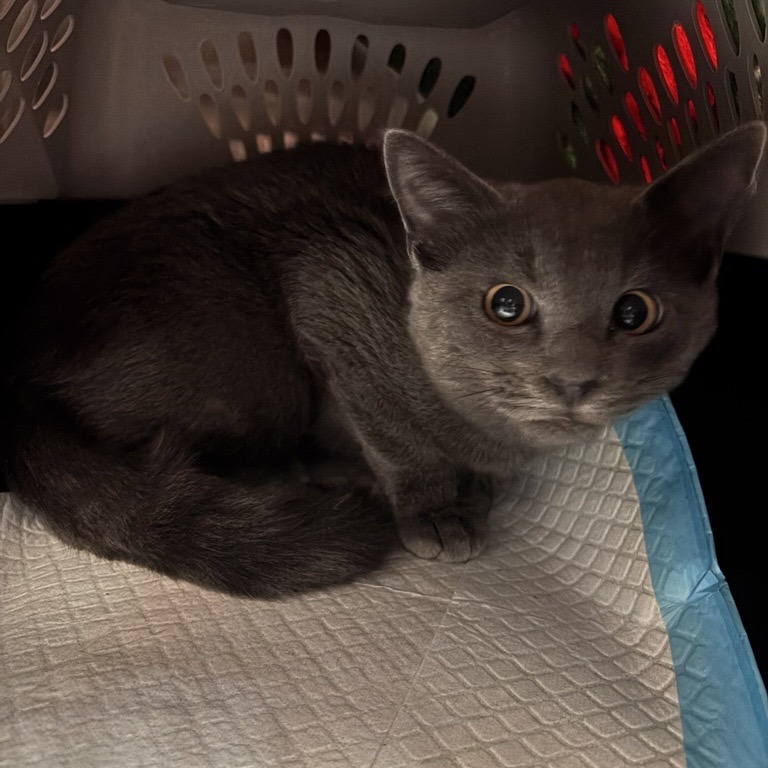 Circinus - Domestic Shorthair
