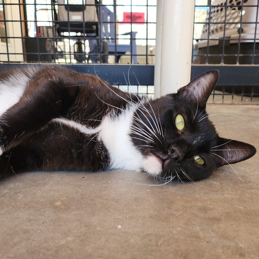 Canali - Domestic Shorthair