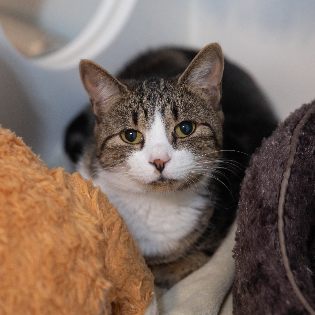Atwood - Domestic Shorthair