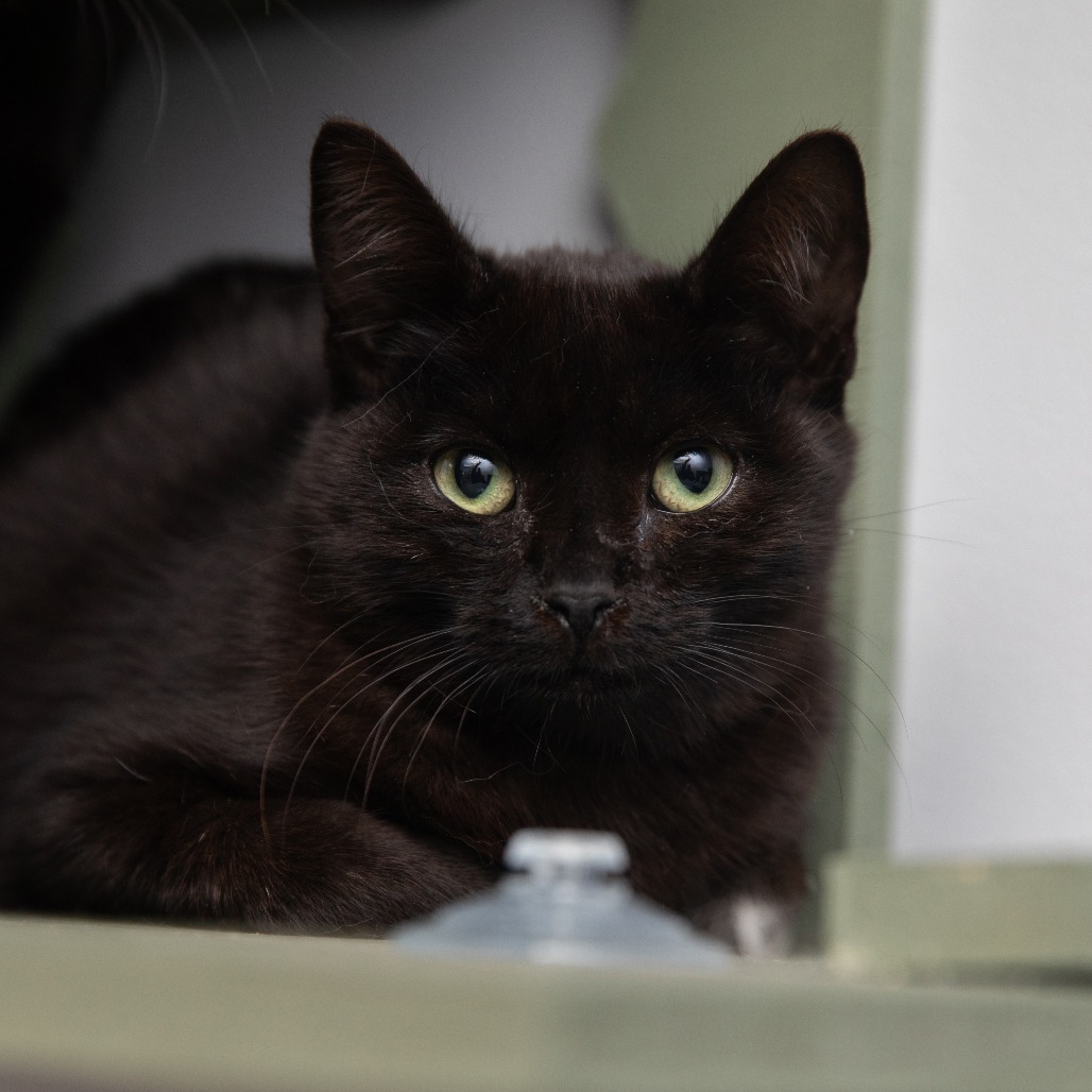 Arnie - Domestic Shorthair