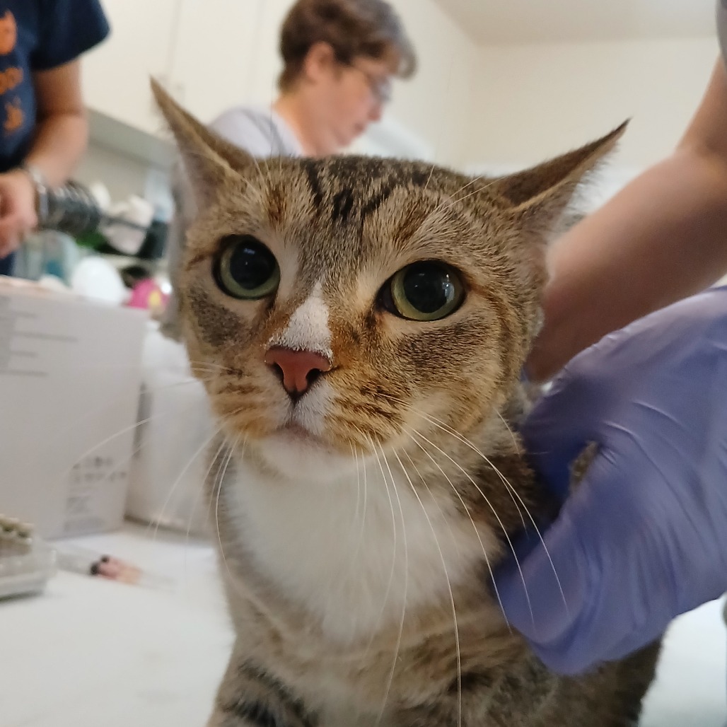 Cay - Domestic Shorthair