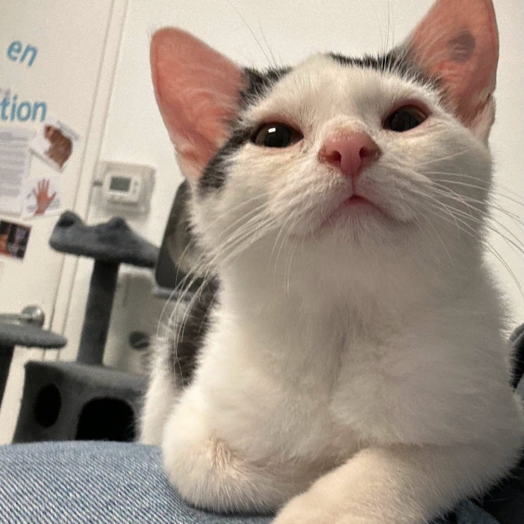 "Yogurt" - Domestic Shorthair