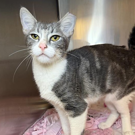 Doxy - Domestic Shorthair