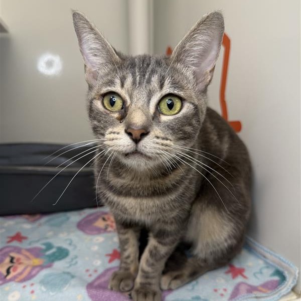 Cath - Domestic Shorthair