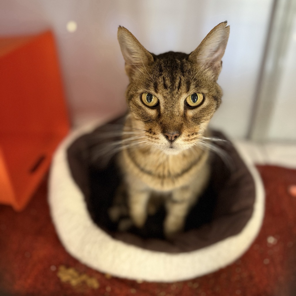 Lovebug - Domestic Shorthair/Mix