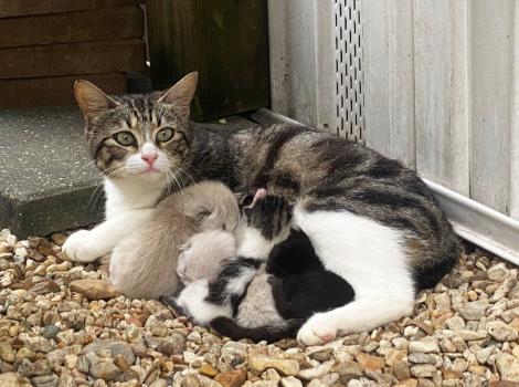 Mama cat nursing kittens