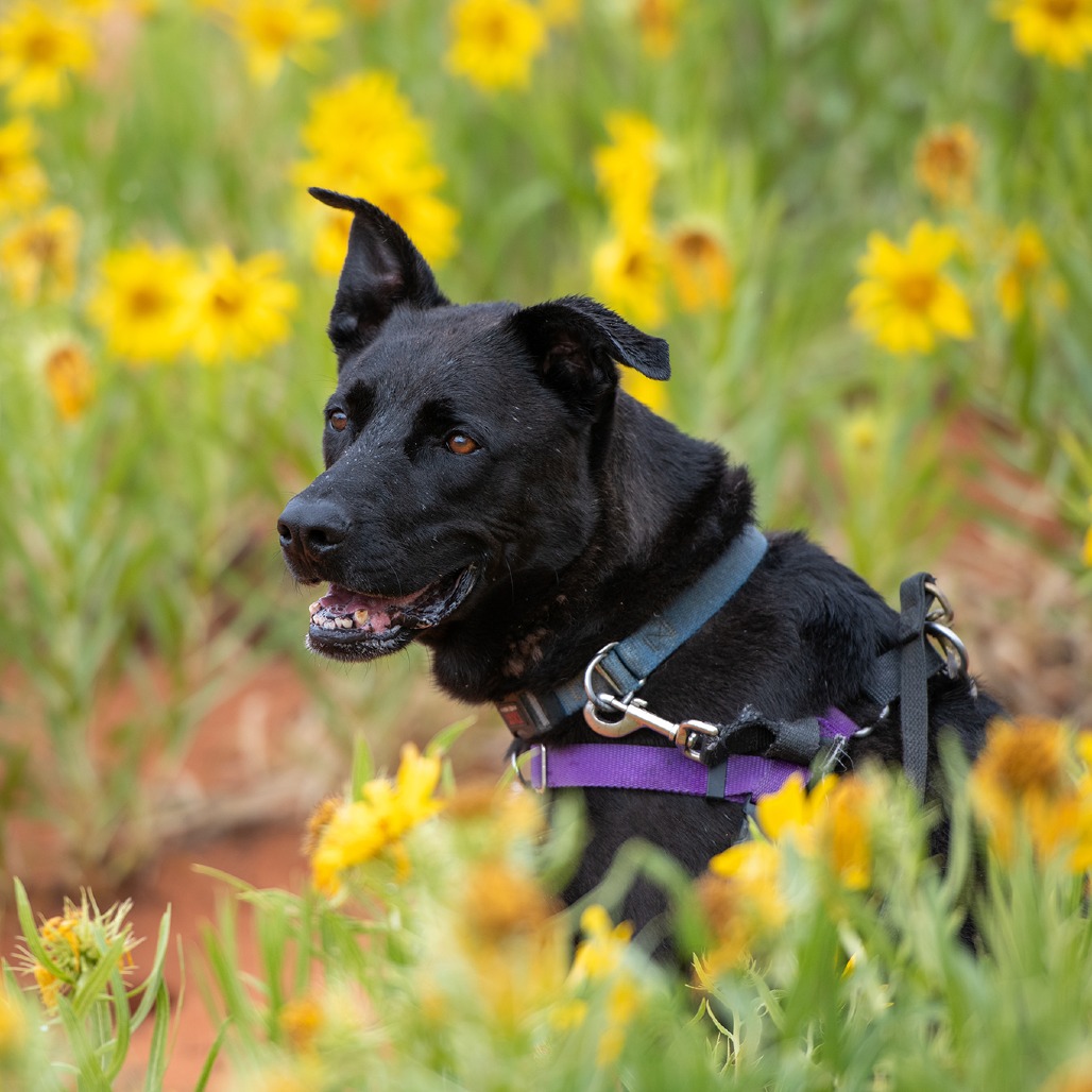 Cedar - Retriever, Labrador/Mix