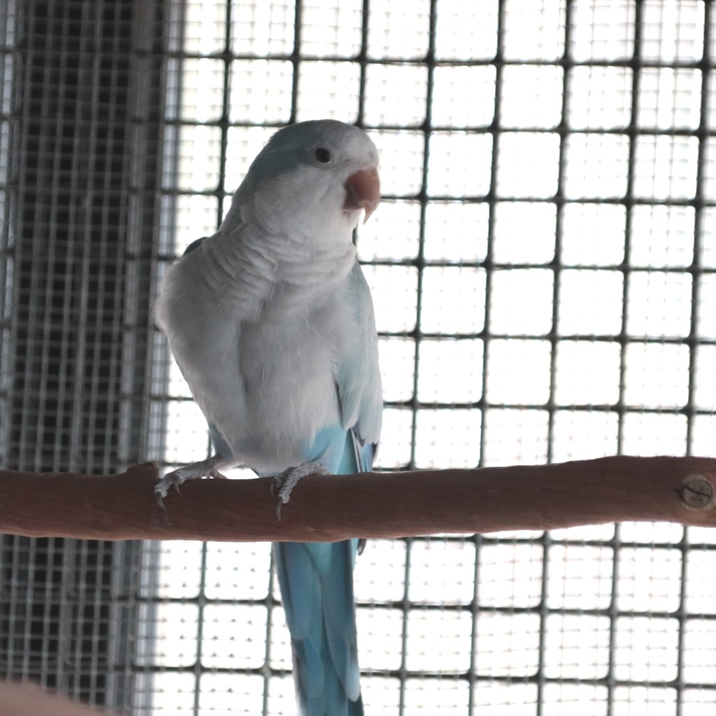 Seamus - 