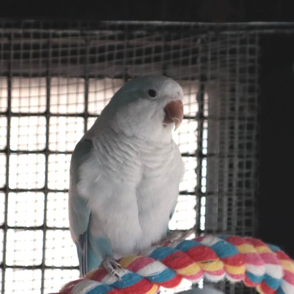 Adoptable Female Monk/Quaker Parakeet