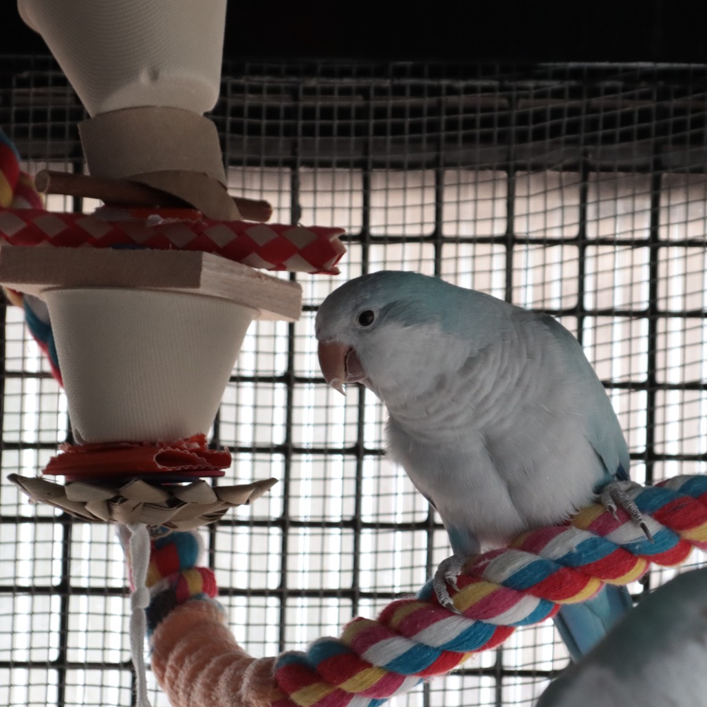 Adoptable Female Monk/Quaker Parakeet