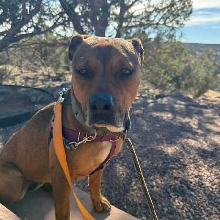 Adoptable Female Terrier, American Staffordshire/Shepherd