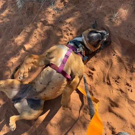 Adoptable Female Terrier, American Staffordshire/Shepherd