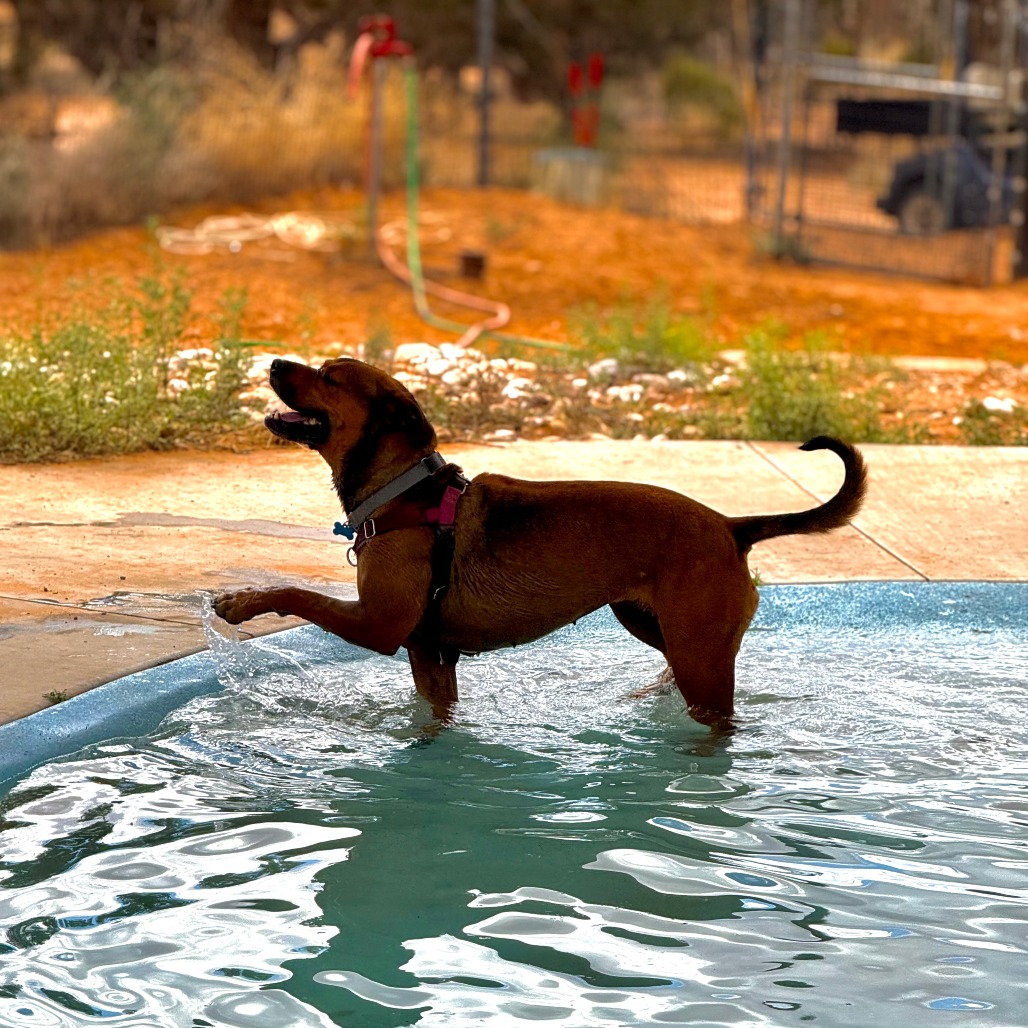 Adoptable Female Terrier, American Staffordshire/Shepherd