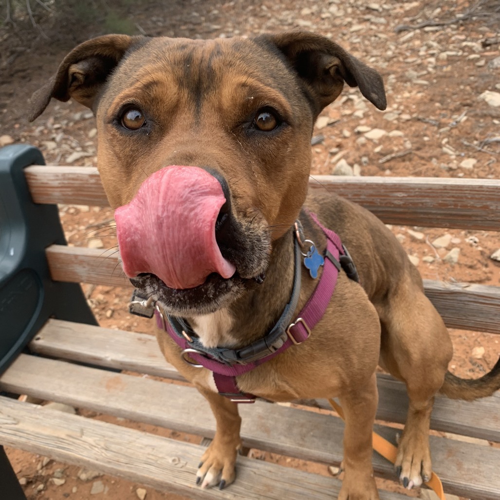 Adoptable Female Terrier, American Staffordshire/Shepherd