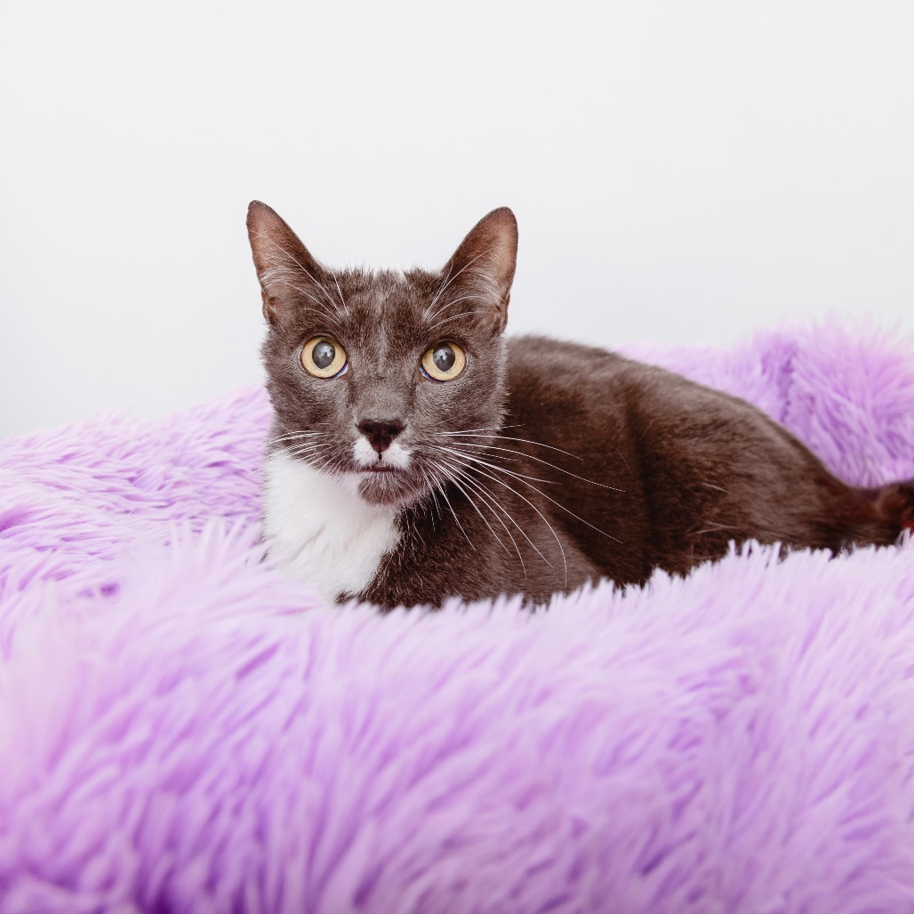Gigi - Domestic Shorthair/Mix