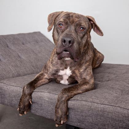 Buzz Lightyear - Terrier, American Staffordshire/Mix