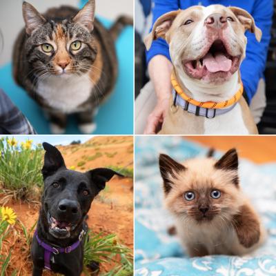 Photo grid featuring four photos of two cats and two dogs