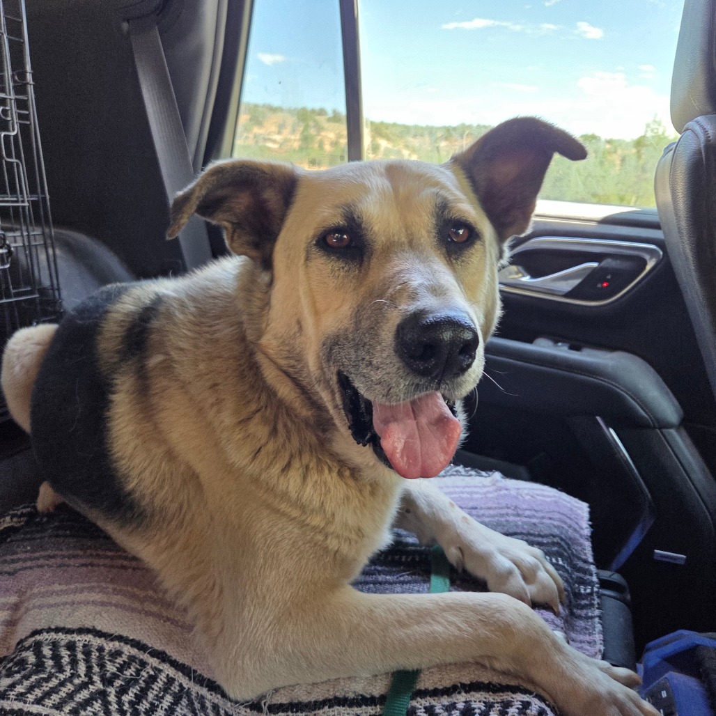 Zuko - Shepherd/Mix