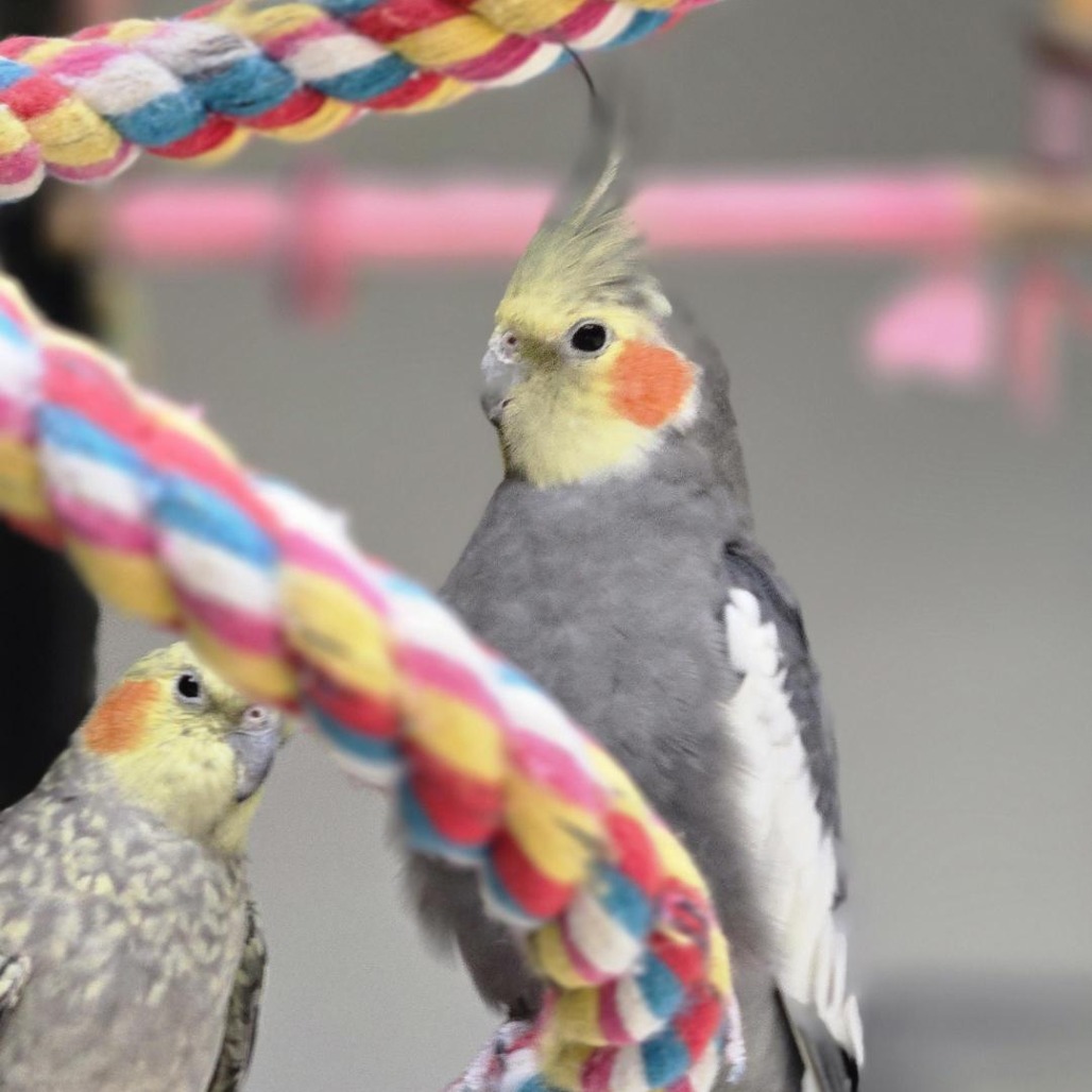 Albert Einstein - Cockatiel